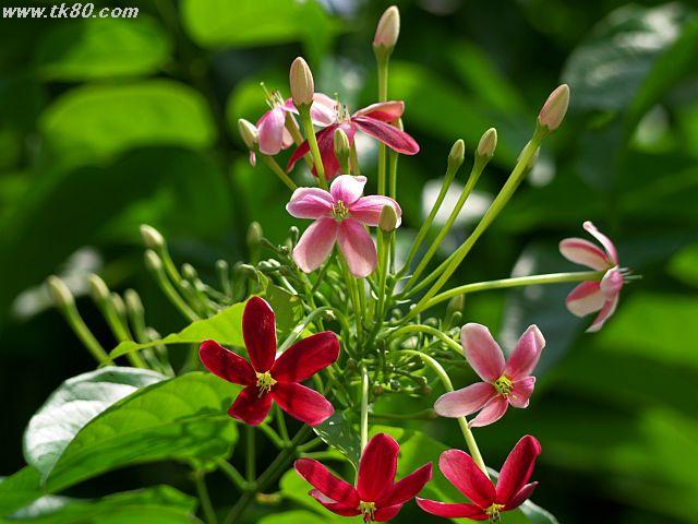 ãã¡ã€ã« 458-1.jpg