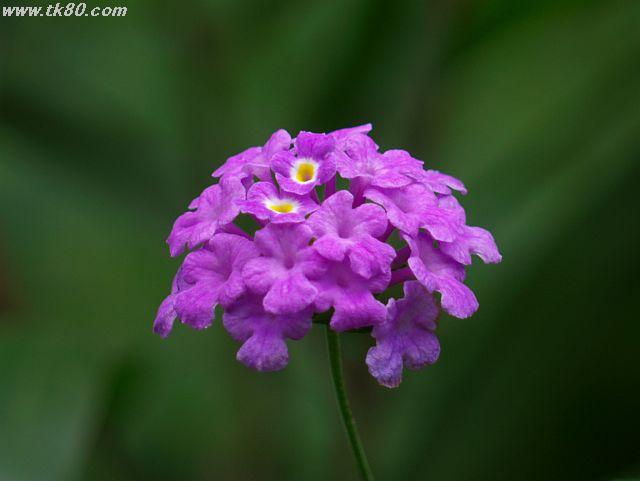 ãã¡ã€ã« 458-2.jpg