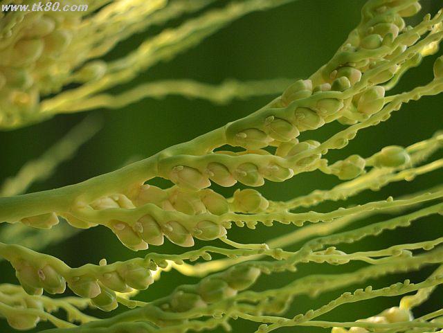 ãã¡ã€ã« 460-1.jpg