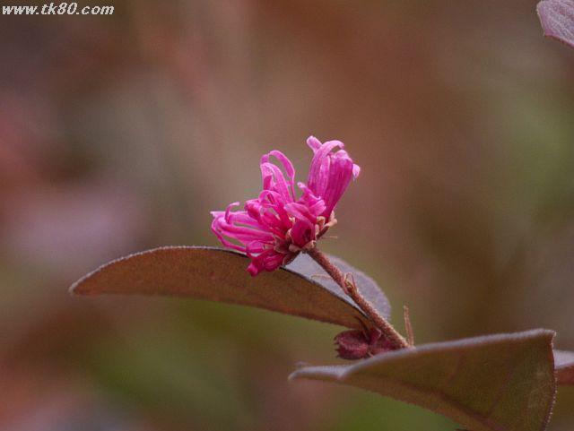 ãã¡ã€ã« 460-2.jpg