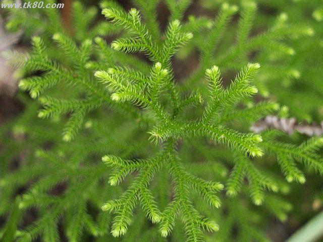 ãã¡ã€ã« 464-2.jpg