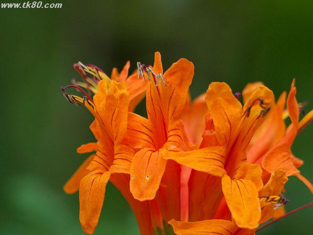 ãã¡ã€ã« 464-3.jpg