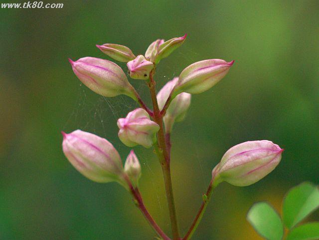 ãã¡ã€ã« 464-5.jpg