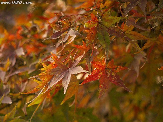 ãã¡ã€ã« 551-5.jpg