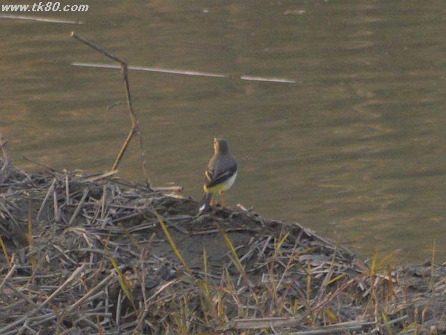 ãã¡ã€ã« 554-2.jpg