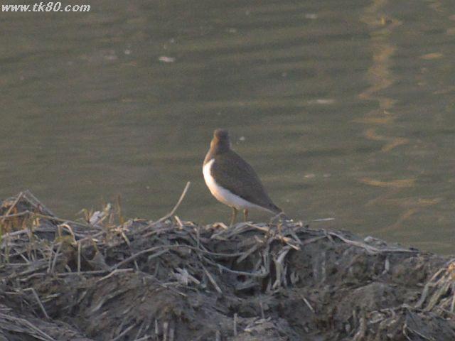 ãã¡ã€ã« 554-3.jpg