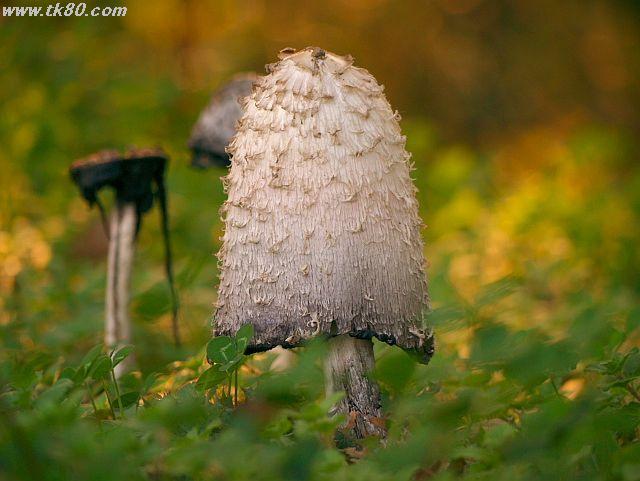 ãã¡ã€ã« 555-1.jpg