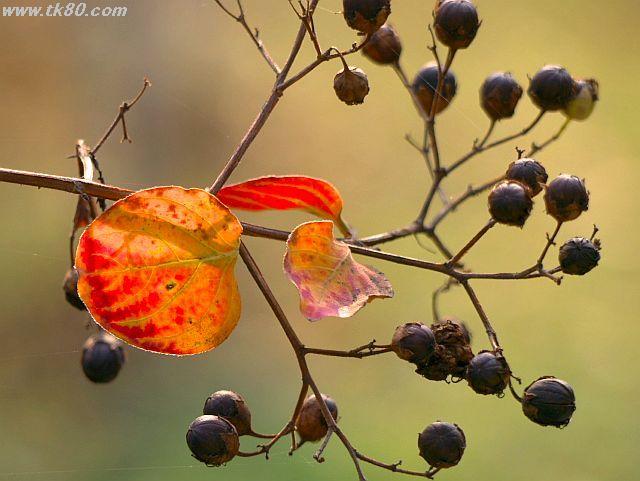 ãã¡ã€ã« 557-4.jpg