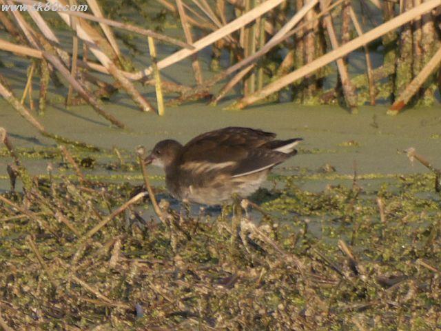 ファイル 570-3.jpg