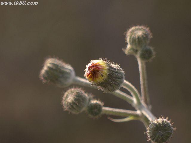 ファイル 574-4.jpg