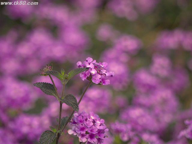 ファイル 576-1.jpg