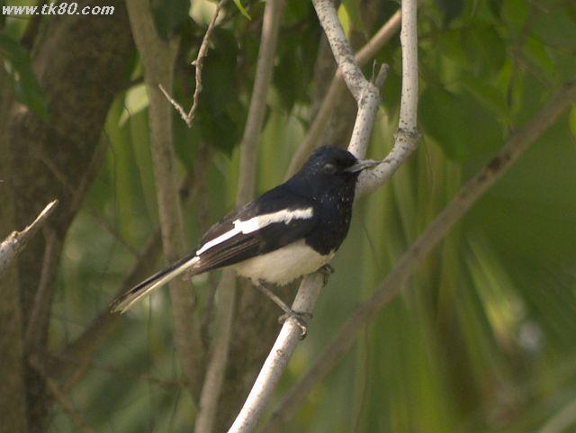 ファイル 577-2.jpg