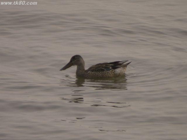 ファイル 577-4.jpg