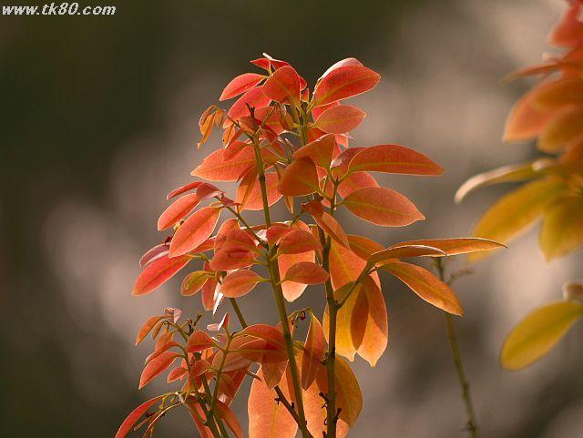 ファイル 589-1.jpg