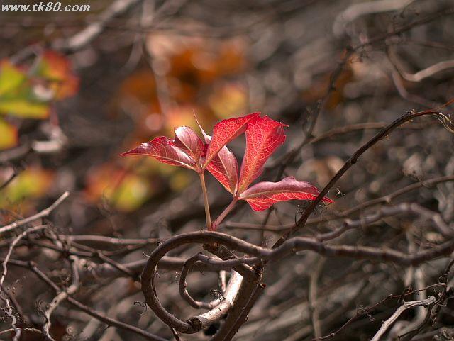 ファイル 591-2.jpg