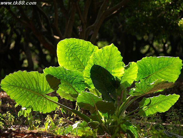 ファイル 591-3.jpg