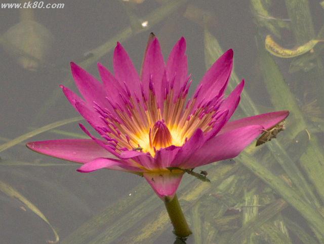蓮の花で南無阿弥陀仏