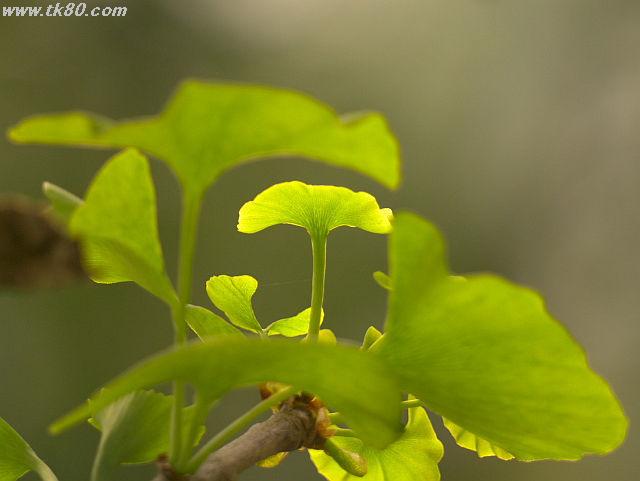 ãã¡ã€ã« 623-4.jpg