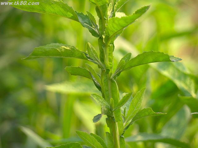 ãã¡ã€ã« 623-5.jpg