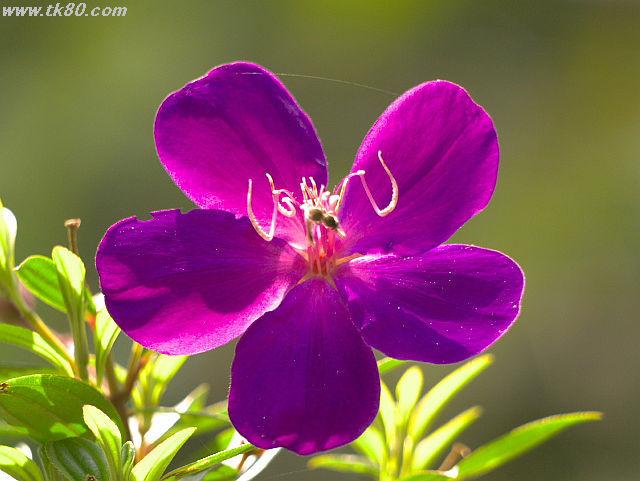 ãã¡ã€ã« 624-2.jpg