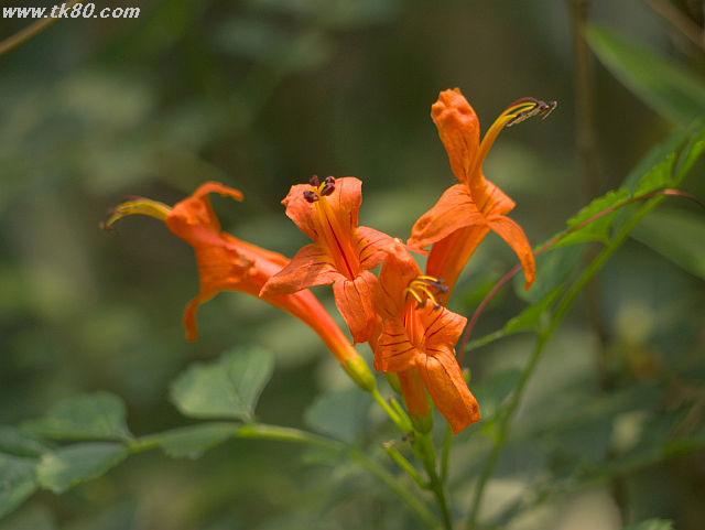 ãã¡ã€ã« 624-4.jpg