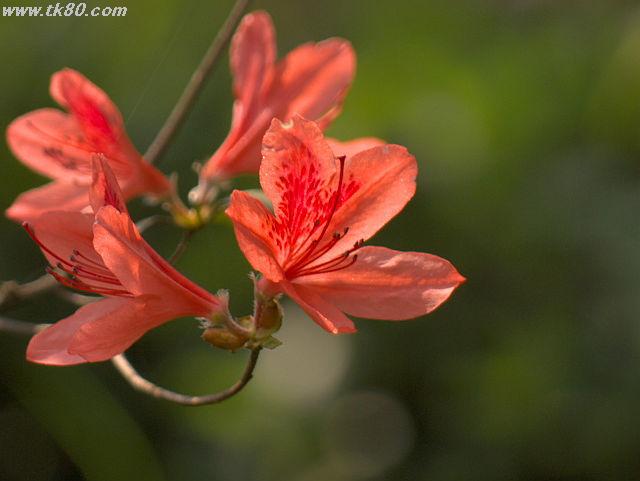 ãã¡ã€ã« 624-5.jpg