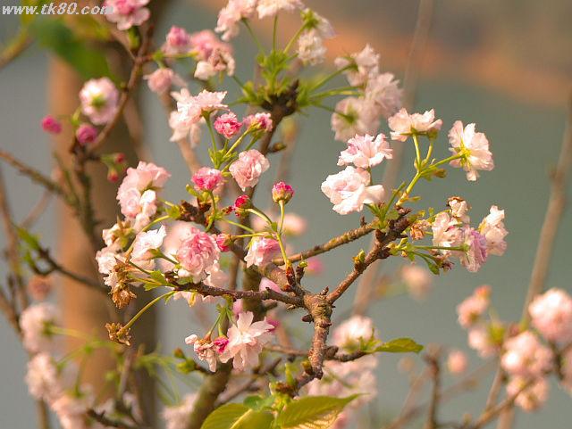 桃花園に八重桜が！もう夢中になって撮った！
