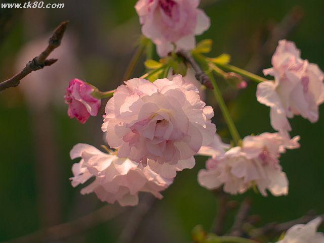 ãã¡ã€ã« 625-3.jpg