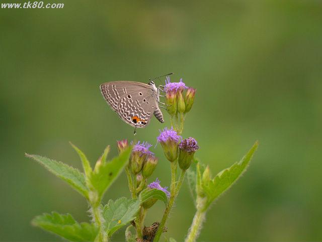 ãã¡ã€ã« 626-2.jpg