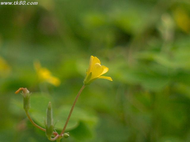 ãã¡ã€ã« 626-4.jpg