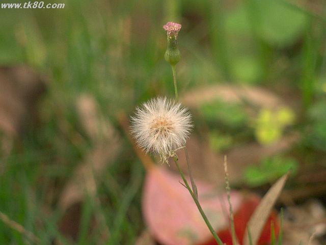 ãã¡ã€ã« 626-5.jpg