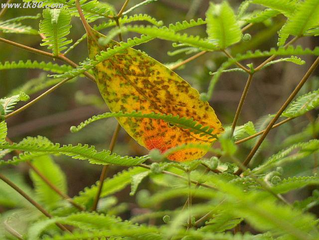 ãã¡ã€ã« 627-2.jpg