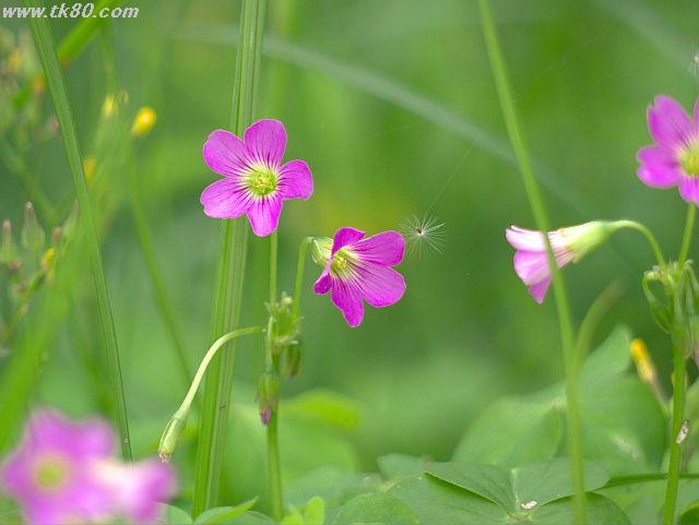 ãã¡ã€ã« 628-1.jpg