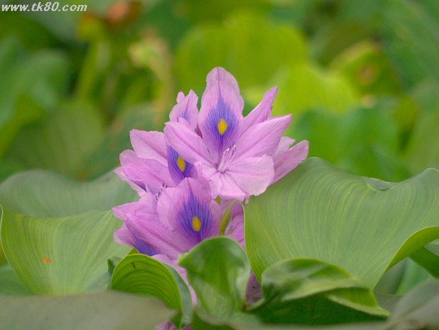 ãã¡ã€ã« 628-4.jpg