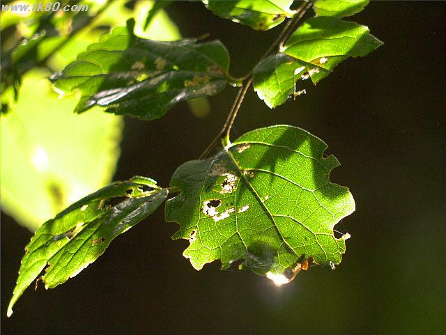 ファイル 660-4.jpg