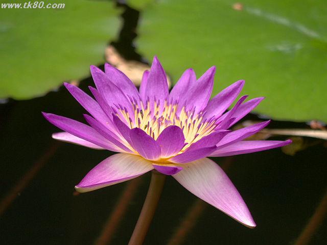 ãã¡ã€ã« 666-4.jpg