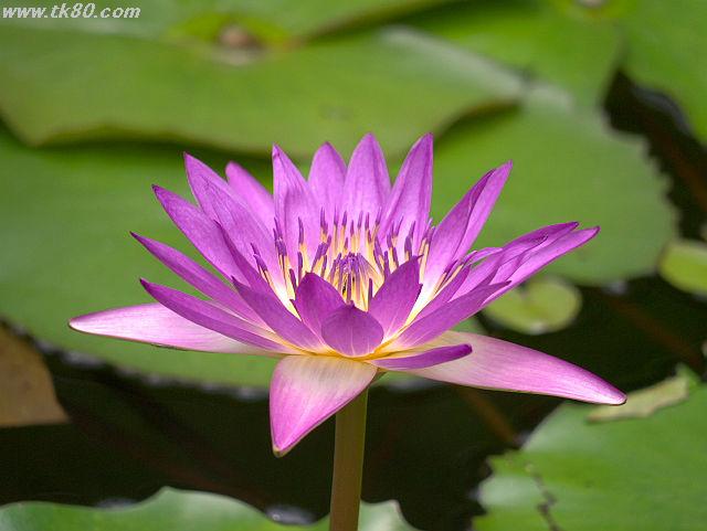 ãã¡ã€ã« 666-5.jpg