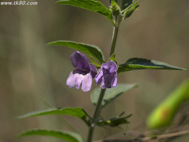 ãã¡ã€ã« 681-1.jpg