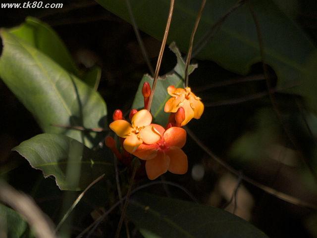 ãã¡ã€ã« 681-2.jpg