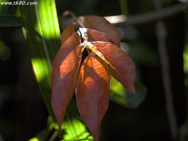 ãã¡ã€ã« 681-3.jpg