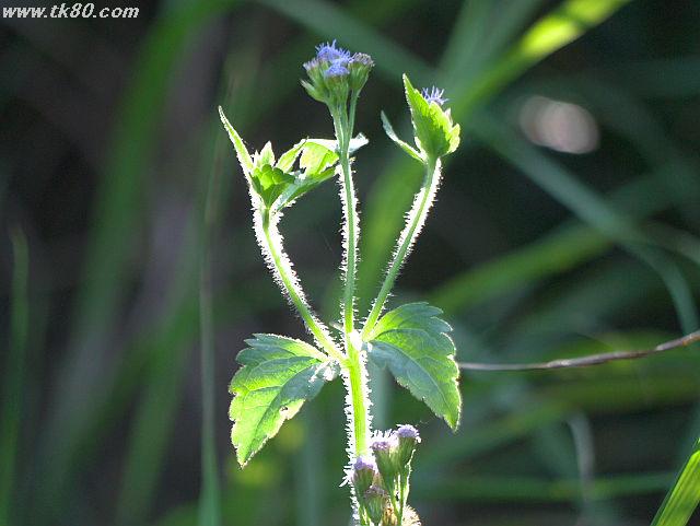 ãã¡ã€ã« 681-4.jpg