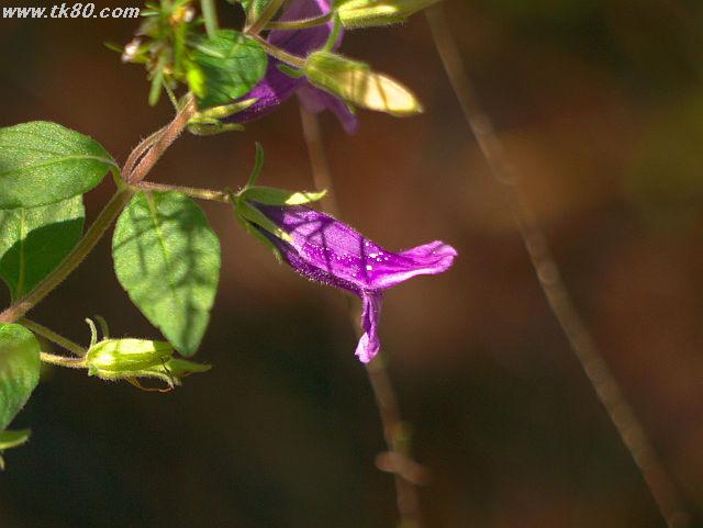 ãã¡ã€ã« 685-1.jpg