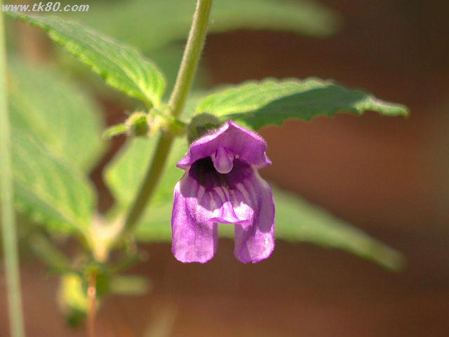 ãã¡ã€ã« 685-3.jpg