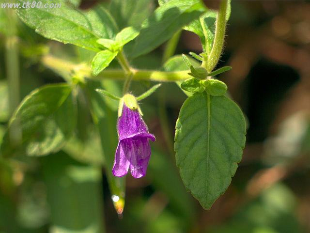 ãã¡ã€ã« 685-4.jpg