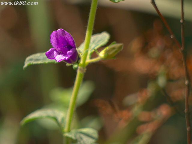 ãã¡ã€ã« 685-5.jpg