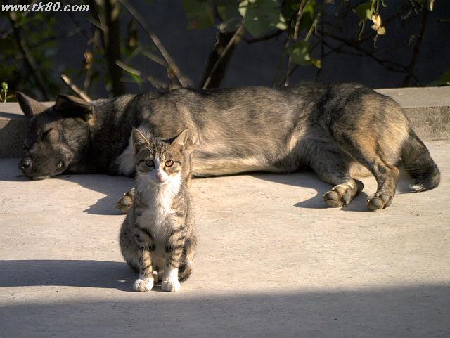 動物é”ã¨å…±ã«ç”Ÿæ´»ã—ã¦ã„ã‚‹ 動物é”ã¨å…±ã«ç”Ÿæ´»ã—ã¦ã„ã‚‹