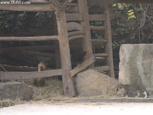 é¶ã¨ãƒ€ãƒƒã‚¯ã®å応を見㟠é¶ã¨ãƒ€ãƒƒã‚¯ã®å応を見ãŸ