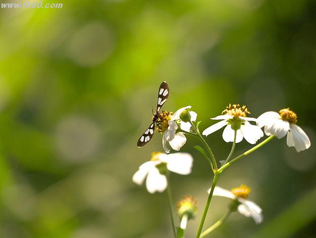 蜂や蝶々が花から花へ・・・・