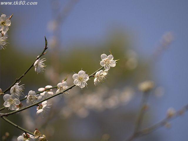 恵州：西湖はもう梅の花が満開だった