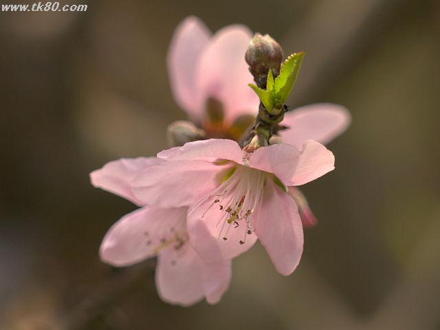 これが何という桜か？それは後にして、